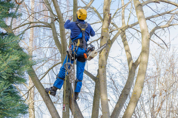 Reliable Rio Rico, AZ Tree Removal Services Solutions