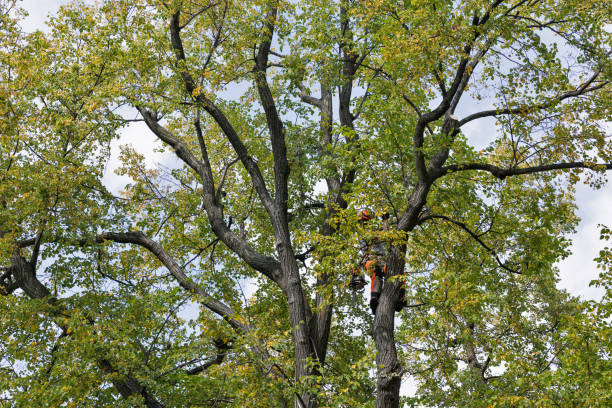 How Our Tree Care Process Works  in  Rio Rico, AZ